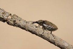 Mycterus curculioides