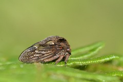 Centrotus
