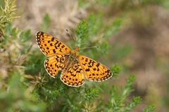 Boloria