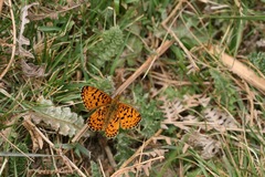 Boloria
