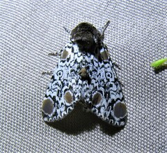 Harrisimemna trisignata