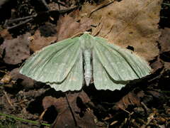 Geometra papilionaria