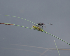 Leucorrhinia orientalis
