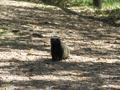 Galictis cuja