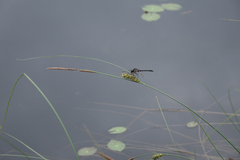 Leucorrhinia orientalis