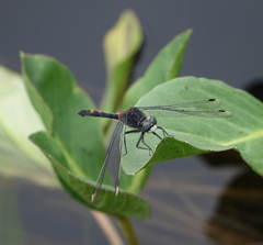 Leucorrhinia orientalis
