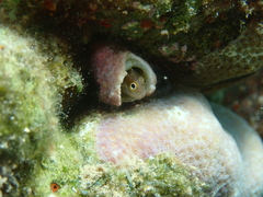 Alloblennius pictus