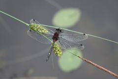 Leucorrhinia orientalis