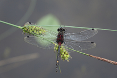 Leucorrhinia orientalis