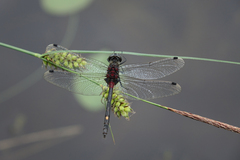 Leucorrhinia orientalis