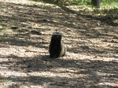 Galictis cuja
