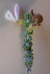 Aspalathus pallidiflora