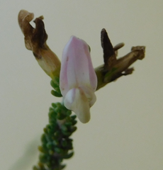 Aspalathus pallidiflora