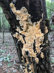 Pycnoporellus alboluteus