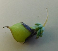 Aspalathus pallidiflora