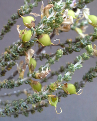 Aspalathus pallidiflora