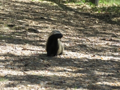 Galictis cuja