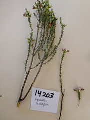 Aspalathus pallidiflora