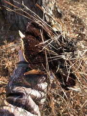 Phaeolus schweinitzii