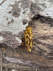 Calocera