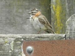Zonotrichia capensis