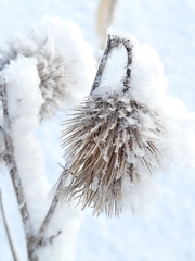 Cirsium vulgare