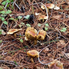 Gymnopilus penetrans