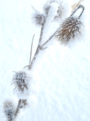 Cirsium vulgare