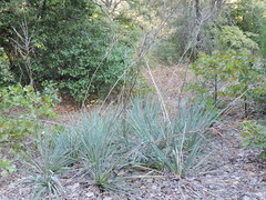 Yucca necopina