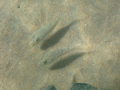 Torquigener flavimaculosus