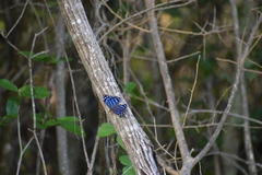 Myscelia ethusa ethusa