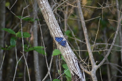 Myscelia ethusa ethusa