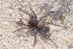 Arctosa perita