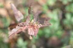 Chamaenerion angustifolium