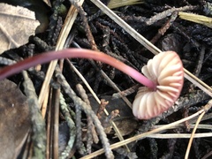 Marasmius plicatulus