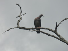 Patagioenas picazuro