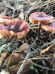 Marasmius plicatulus