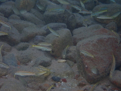 Parupeneus forsskali