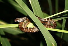 Mastigodryas boddaerti