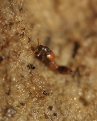 Staphylinidae