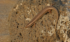 Chalcides ocellatus