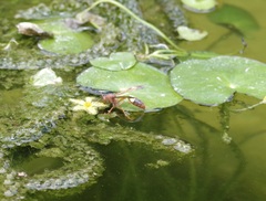 Belonogaster lateritia