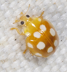 Vibidia duodecimguttata