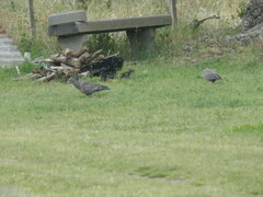 Patagioenas picazuro