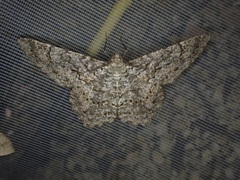 Epimecis
