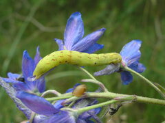 Lacanobia contigua