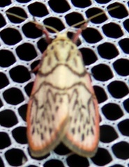 Miltochrista irregularis