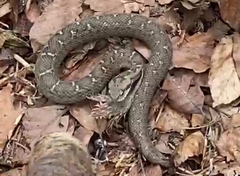 Mount Bulgar Viper photo 3
