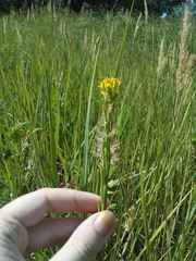 Erysimum marschallianum
