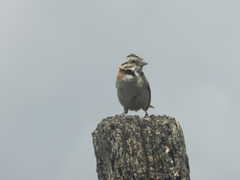 Zonotrichia capensis